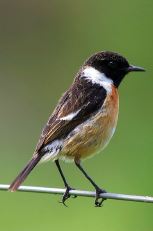 Vogelexkursion in die Drover Heide ein Erfolg