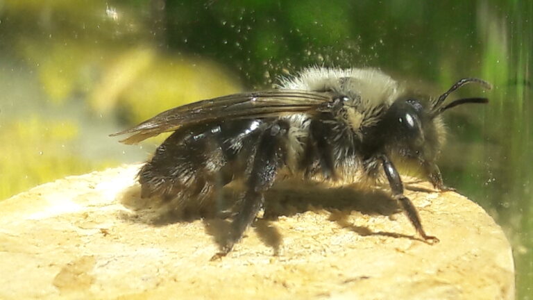 Wildbienen-Exkursion in Langerwehe