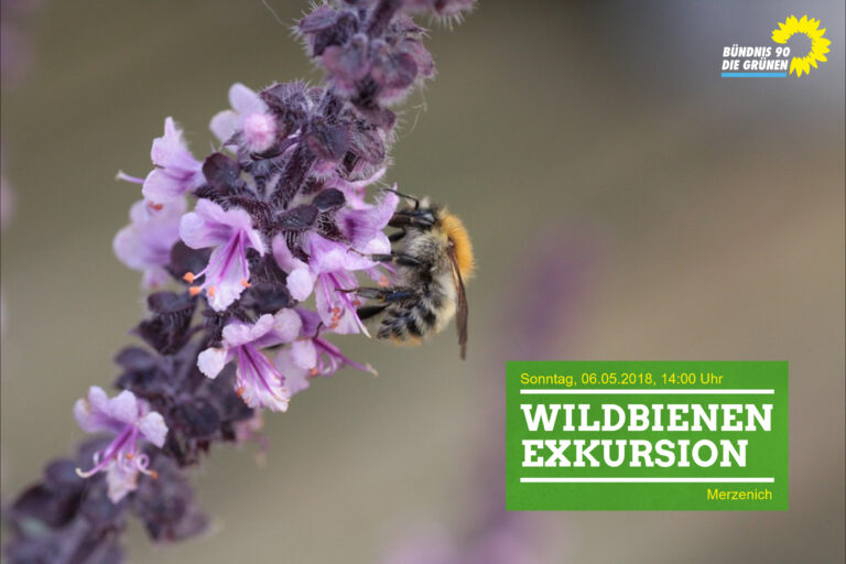 Wildbienen-Exkursion in Merzenich