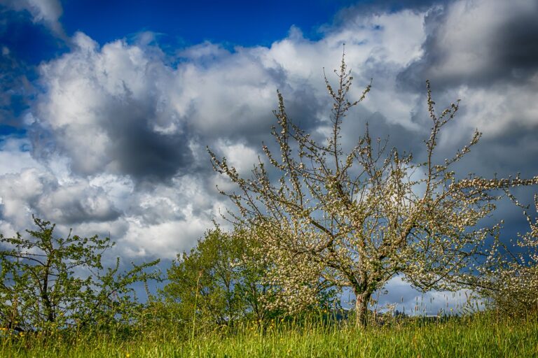 Antrag „Obstbaum zu   speziellen Anlässen“