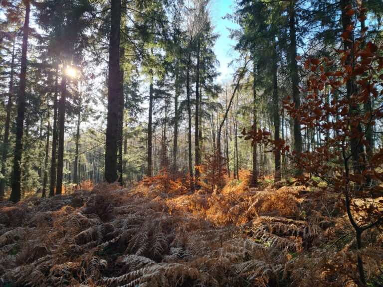 Waldzustandsbericht