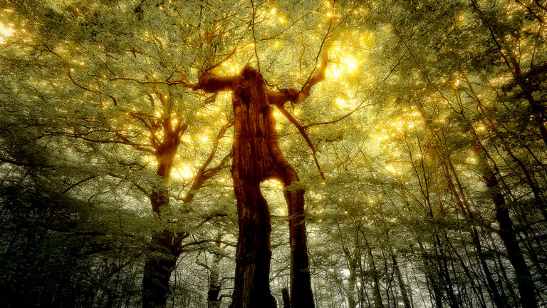 Naturfilme live und hautnah